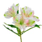 Asztromeria ág 6v. krém M43cm 36db/#