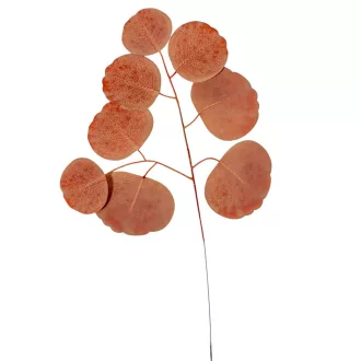 Eukaliptusz levél barna M35cm 12db-os