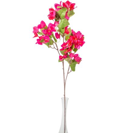 Bougainvillea 3ágú M80cm 24db/#