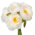 Kamelia köteg 6v. M25cm 24db/#