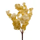 Eukaliptusz bokor 5ágú fehér M31cm 60db/#