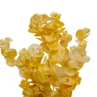 Eukaliptusz bokor 5ágú fehér M31cm 60db/#