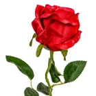 Rózsa szálas M52cm 36db/#