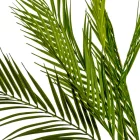 Pálma bokor 10ágú M95cm 24db/#