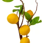 Citromfa ág M52cm 24db/#