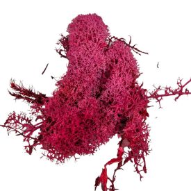 Izlandi moha piros 25dkg/csom