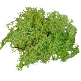 Izlandi moha vil.zöld 25dkg/csom