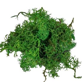 Izlandi moha köz. Zöld 25dkg/csom