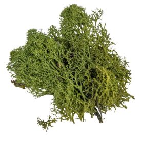 Izlandi moha mohazöld 25dkg/csom