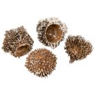 Tölgy kupak cser ( szőrös ) havas 14dkg/csom