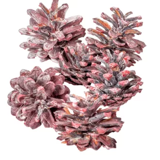 Erdeifenyő toboz 1kg zúzmarás piros