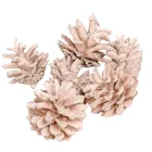 Rózsa toboz falfestékes barack 40dkg/csom