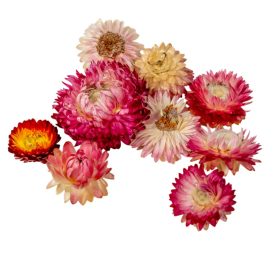 Szalmarózsa fej rózsaszín natúr 10dkg/csom