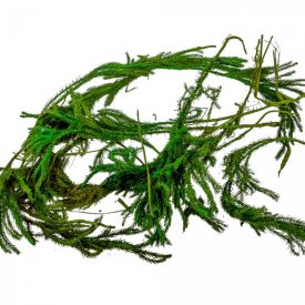 Erikamoos száraz vil.zöld 25dkg/csom