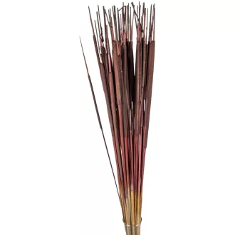 Typha indiai barna 35db-os