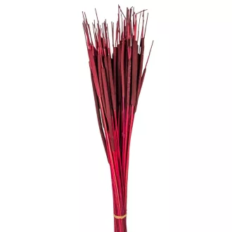 Typha indiai bordó 35db-os