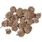 Casuarina falfestékes cappuccino 17dkg/csom