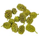 Casuarina falfestékes olíva 25dkg/csom