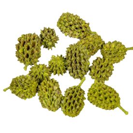 Casuarina falfestékes olíva 25dkg/csom