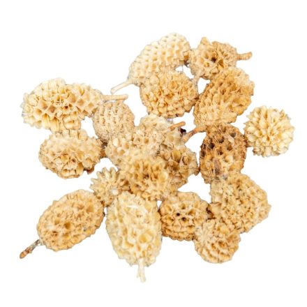 Casuarina fehérített 25dkg/csom