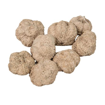 Fokhagyma termés falfestékes cappuccino 15dkg/csom