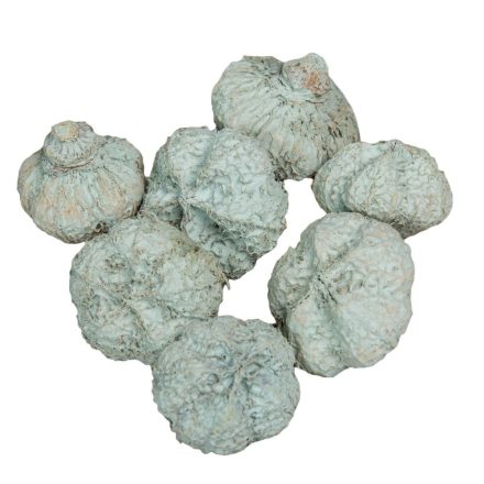 Fokhagyma termés falfestékes vízkék 10dkg/csom