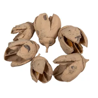 Bakuli falfestékes cappuccino 30dkg/csom