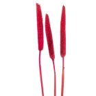 Babala bordó 10db-os