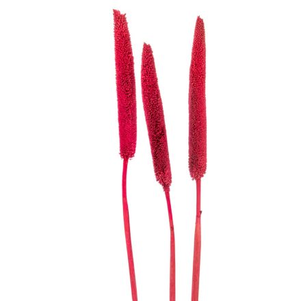 Babala bordó 10db-os