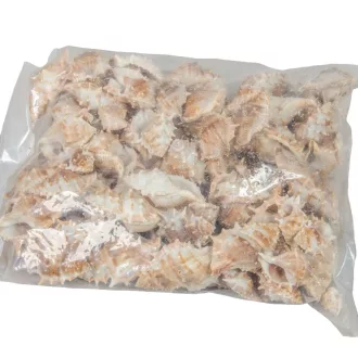 Kagyló 1kg Penchiman-Tüskés sisakcsiga natúr