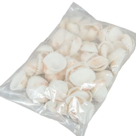 Kagyló 1kg Chippi-Szívkagyló 5-7cm közép fehér nat