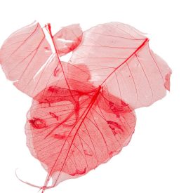 Fátyol levél piros 100db-os