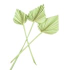 Pálmalevél közép falfestékes vil.zöld 10db-os