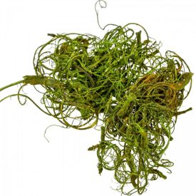 Kócos moha/Curly moos vil.zöld 30dkg/csom