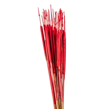 Typha indiai piros 35db-os