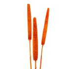 Babala narancs 10db-os