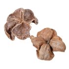 Landlotus zúzmarás 7db-os