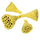 Lotus mini falfestékes sárga 5dkg/csom