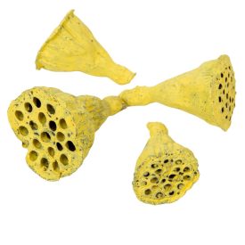 Lotus mini falfestékes sárga 5dkg/csom