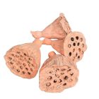 Lotus mini falfestékes narancs 5dkg/csom