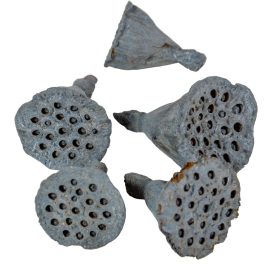 Lotus mini falfestékes acélkék 5dkg/csom