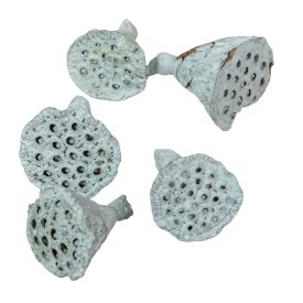 Lotus mini falfestékes vízkék 5dkg/csom