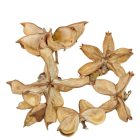 Gyapot termés natúr 17dkg/csom