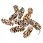 Éger indiai havas 11dkg/csom