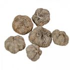 Fokhagyma termés falfestékes szürke 10dkg/csom