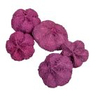 Fokhagyma termés falfestékes szeder 10dkg/csom