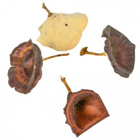 Gomba vegyes natúr 8,8dkg/csom