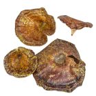 Gomba vegyes natúr&glitter 10dkg/csom