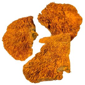 Tapló feh.narancs 11dkg/csom