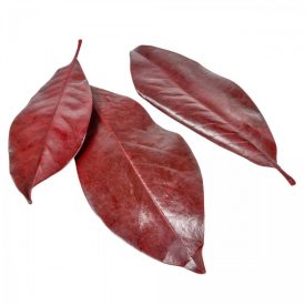 Magnolia levél prep. Bordó 14dkg/csom
